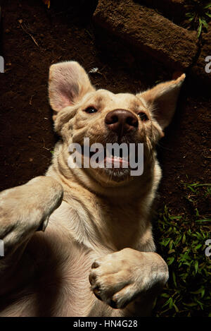 lustige Porträt von golden Retriever auf Boden liegend Stockfoto