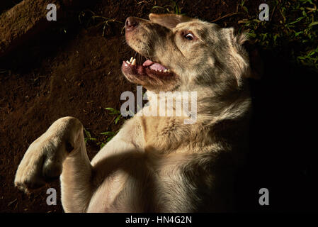 Angst, golden Retriever, die Verlegung auf Boden Stockfoto