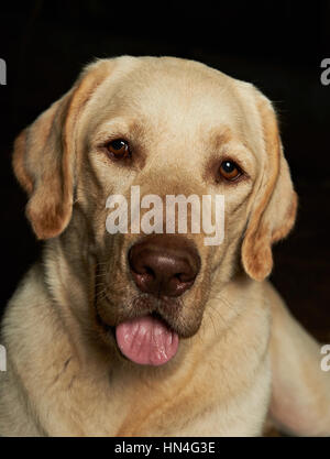 Porträt von golden Retriver isoliert auf schwarz Nahaufnahme Stockfoto