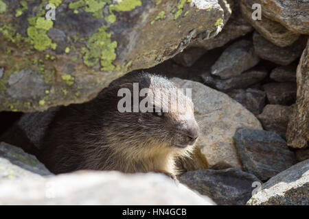 Tierwelt, Murmeltier (Cub Murmeltier) im Aostatal, Italien Stockfoto