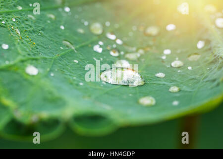 Lotus-Urlaub oder Seerosenblatt mit großen Wasser Tropfen vor Regen. Stockfoto