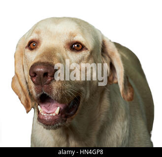 Golden Retriever Porträt isoliert auf weißem Hintergrund Stockfoto