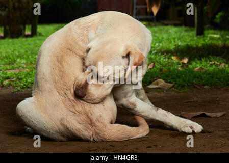 kratzen sich Hund draußen im grünen Garten Stockfoto