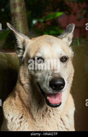 lächelnde braune Schäferhund nahe Porträt Stockfoto