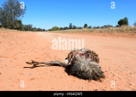 WWU Roadkill auf einer Outback-Feldweg zwischen Pooncarie und Menindee, New-South.Wales, Australien Stockfoto