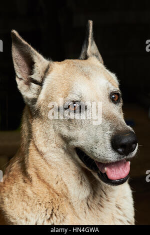 mutige Schäferhund nahe Porträt auf schwarz Stockfoto