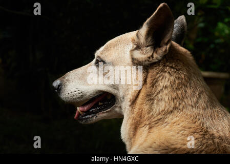 Profil von Schäferhund auf schwarzem Hintergrund isoliert Stockfoto