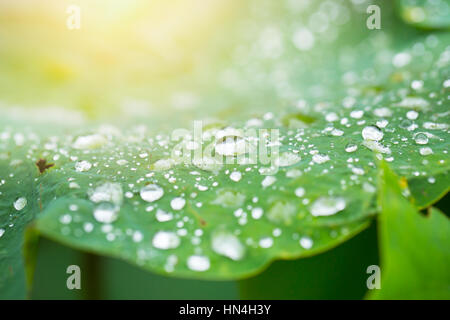 Lotus-Urlaub oder Seerosenblatt mit großen Wasser Tropfen vor Regen. Stockfoto