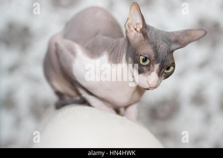 Katzenrasse Sphynx schaut von der Rückseite des Sofas Stockfoto