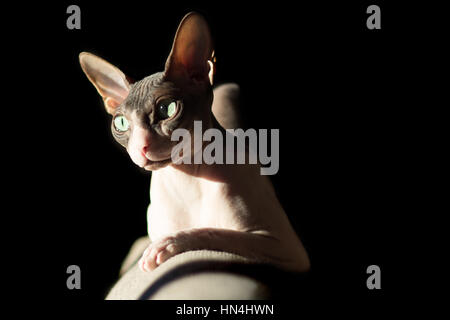 Katze Rasse Sphynx im Licht der Sonne aus dem Fenster das Abendlicht auf schwarzem Hintergrund Stockfoto