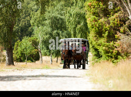 Oberhaverbeck, Deutschland - 11. August 2012: Eine Kutsche mit Touristen durch das Naturschutzgebiet Lueneburg Heath. Lueneburg Heath ist Stockfoto