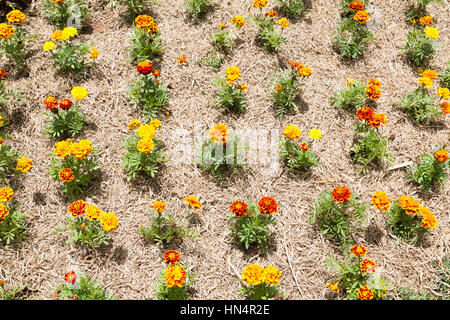 Französische Tagetes (Tagetes Patula), Sämling im Garten, auf dem Beet, mit rötlichen Mulch, Campos do Jordao, Staat Sao Paulo, Brasilien Stockfoto