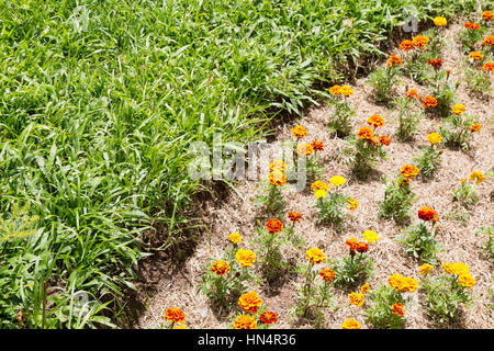 Ringelblume (Tagetes patula), Keimling im Garten, auf dem Blumenbeet, mit gefärbtem Mulch, neben Grasfeld, Campos do Jordao, SP, Brasilien Stockfoto