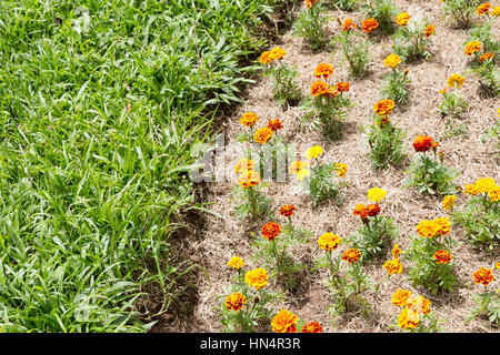 Ringelblume (Tagetes patula), Keimling im Garten, auf dem Blumenbeet, mit gefärbtem Mulch, neben Grasfeld, Campos do Jordao, SP, Brasilien Stockfoto