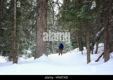 Ein einsamer Mann steht in den verschneiten Wäldern von Big Cottonwood Canyon in der Nähe von Salt Lake City in Utah. Es ist Winter und es liegt Schnee im Vordergrund. Stockfoto