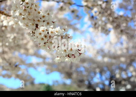 Ein Zweig voll von blühenden Kirschblüten abheben vor blauem Himmel in Salt Lake City, Utah. Stockfoto