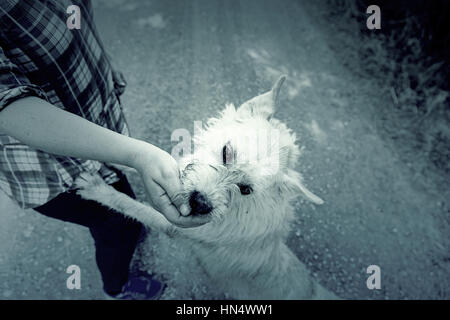 Hund Essen aus der hand glücklich Tier Säugetier-detail Stockfoto