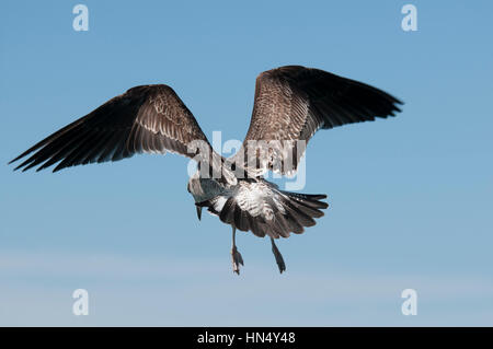 Kelp Gull bereit zur Landung Stockfoto