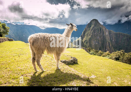 Lamas in Machu Picchu Stockfoto