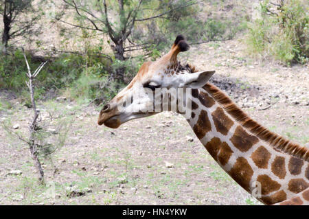 Giraffe Kopf in einem Park in Mombasa, Kenia Stockfoto