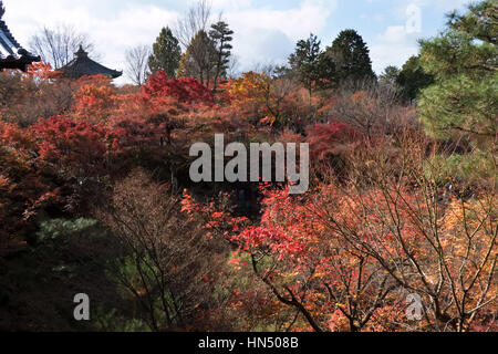 Tofukuji oder Tofuku-Ji-Tempel in Kyoto, Japan, Asien. Park im Herbst-Saison mit Herbstlaub auf Bäumen Stockfoto