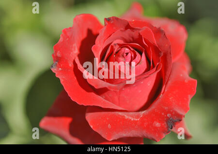 Rote rose Blume im Garten Stockfoto