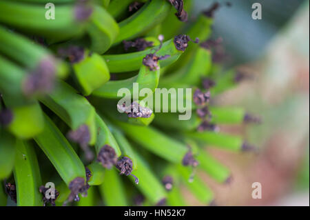 Haufen von asiatischen grüne Bananen Stockfoto