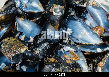 Nahaufnahme eines geöffneten frische Muscheln Muscheln Stockfoto