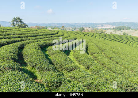 Tee-Plantagen in Thailand. Stockfoto