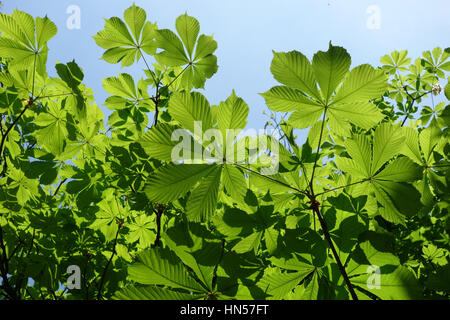 Federblättern Kastanienbaum Stockfoto