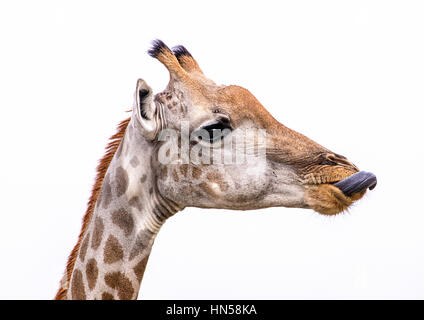 Giraffe, die Lippen lecken Stockfoto