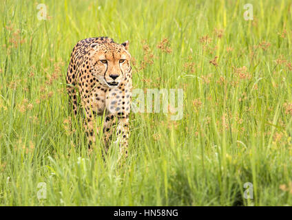 Gepard stalking Beute in nassem Rasen Stockfoto