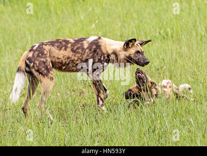 Wilder Hund Welpen nach Essen betteln Stockfoto