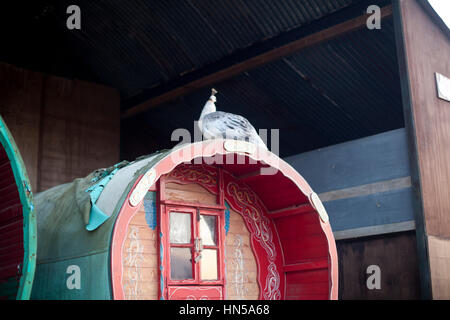 Weißer Pfau sitzen auf dem Dach eines Gypsy Caravan Stockfoto