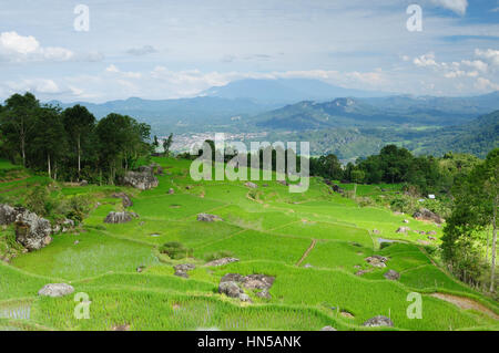 Indonesien - grüne Reisterrassen in Tana Toraja, Süd-Sulawesi Stockfoto