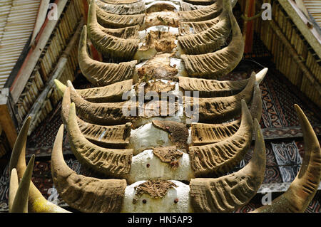 Traditionelle fegen und kunstvoll bemalten Häuser mit Boot-förmigen Dächer in Tana Toraja.  Büffelhörnern klebte an der Vorderseite des aToraja Hauses. Süd S Stockfoto