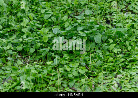 Waldboden mit friar's Armaturenwand, larus, Andalusien, Spanien. Stockfoto