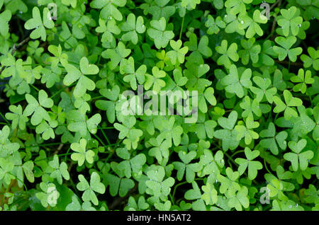 Waldboden mit Bermuda buttercup bedeckt, Oxalis pes-caprae, Andalusien, Spanien. Stockfoto