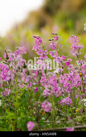 Mittelmeer-Leimkraut, Silene Colorata Blüte im Frühjahr Feld, Andalusien, Spanien. Stockfoto