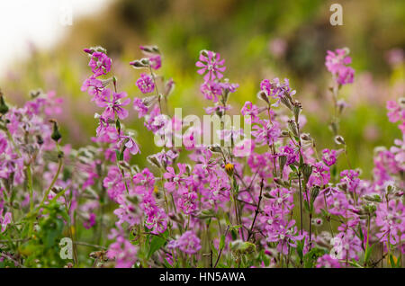 Mittelmeer-Leimkraut, Silene Colorata Blüte im Frühjahr Feld, Andalusien, Spanien. Stockfoto