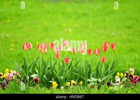 Tulpen im Garten Stockfoto