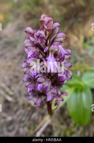 Giant Orchid, Barlia Robertiana, Andalusien, Südspanien Stockfoto