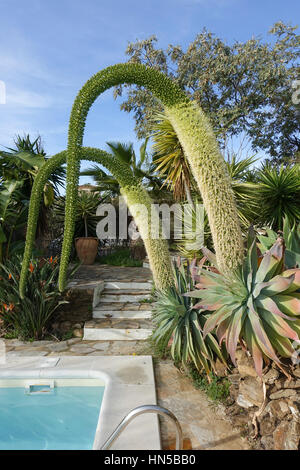 Schweif des Löwen, Pflanze, Schwanenhals, zwei Agave Attenuata, Fuchsschwanz, blühend, Schwimmbecken, Spanien Stockfoto