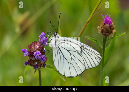 Schwarz geäderten weißer Schmetterling (Aporia Crataegi) Stockfoto