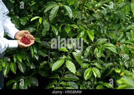 Porträt von Don Francisco Serracin, Gründer von Don Pachi Estate, holding Geisha Kaffee in Bohnen. Stockfoto