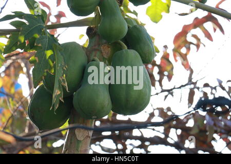 Papayas wachsen auf Papayabaum Stockfoto