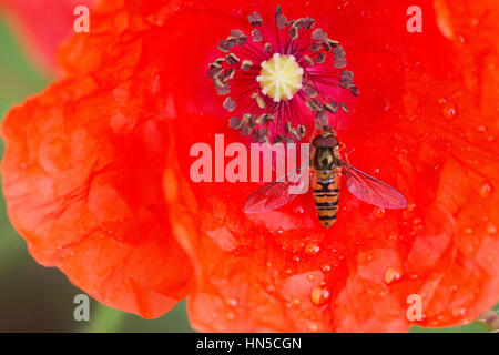 Gemeinsamen Mohn (Papaver Rhoeas), mit Marmelade Hoverfly (Episyrphus Baltaetus) Stockfoto