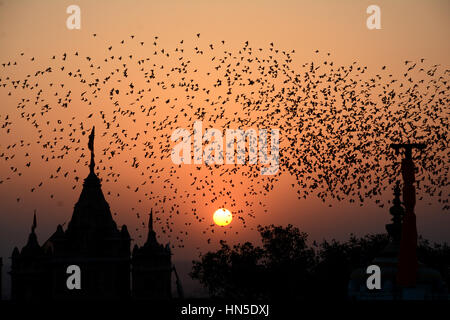 BEFLOCKUNG VERHALTEN DER VÖGEL Stockfoto