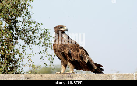 Steppenadler Stockfoto