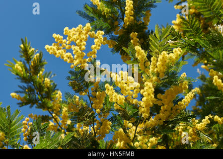 Acacia Dealbata Stockfoto